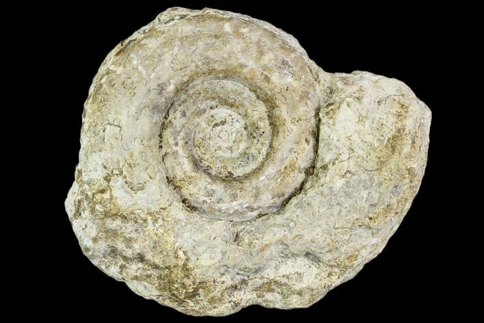 Fossil Ammonite (Hildoceras)- England #110823